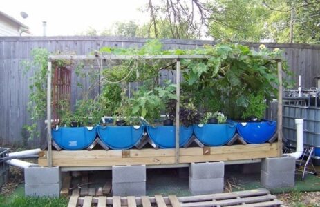 Considerations for Growing Vegetables with Aquaponics Image
